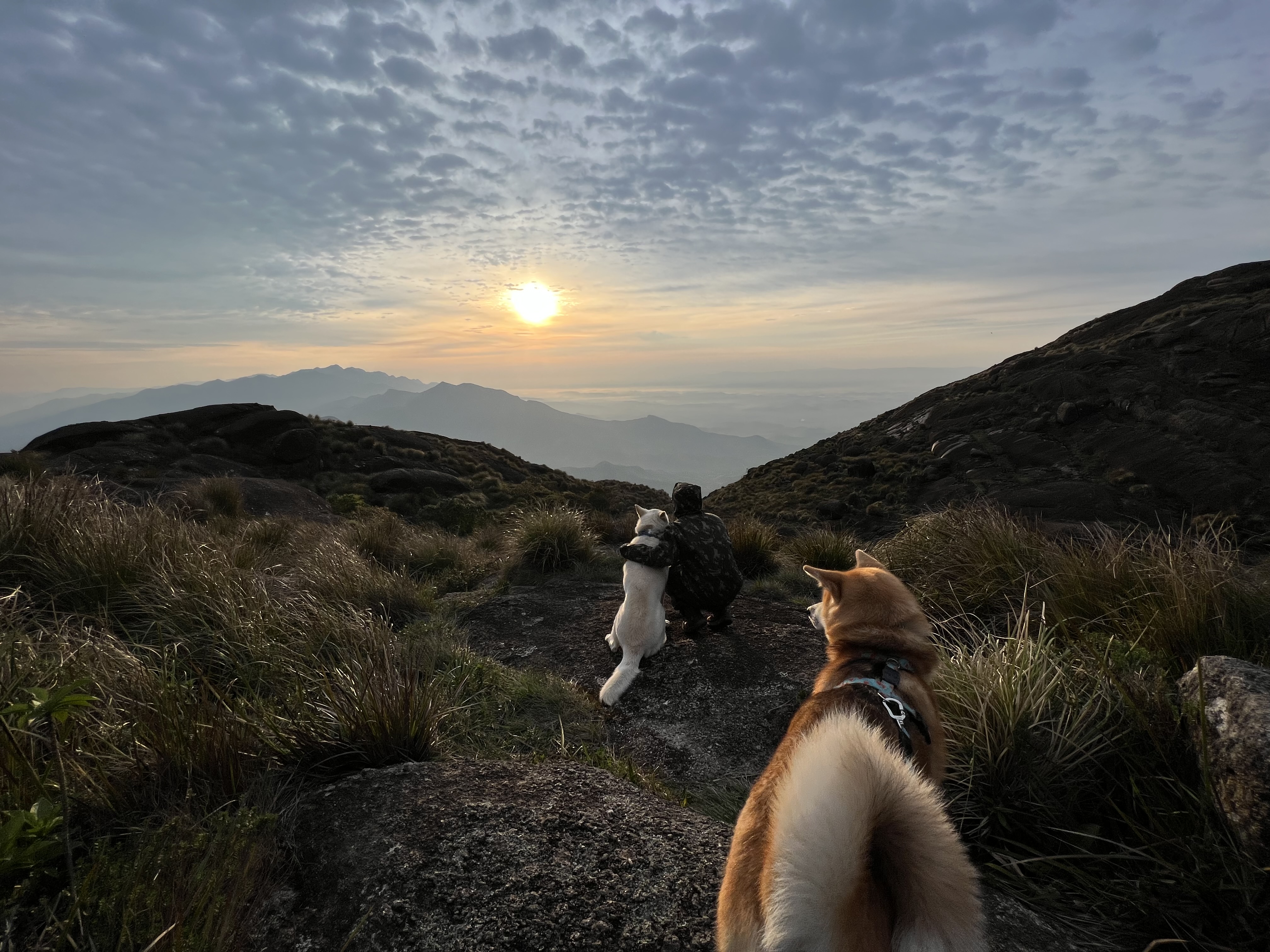 Cão e tutor em um momento de treino calmo e atento